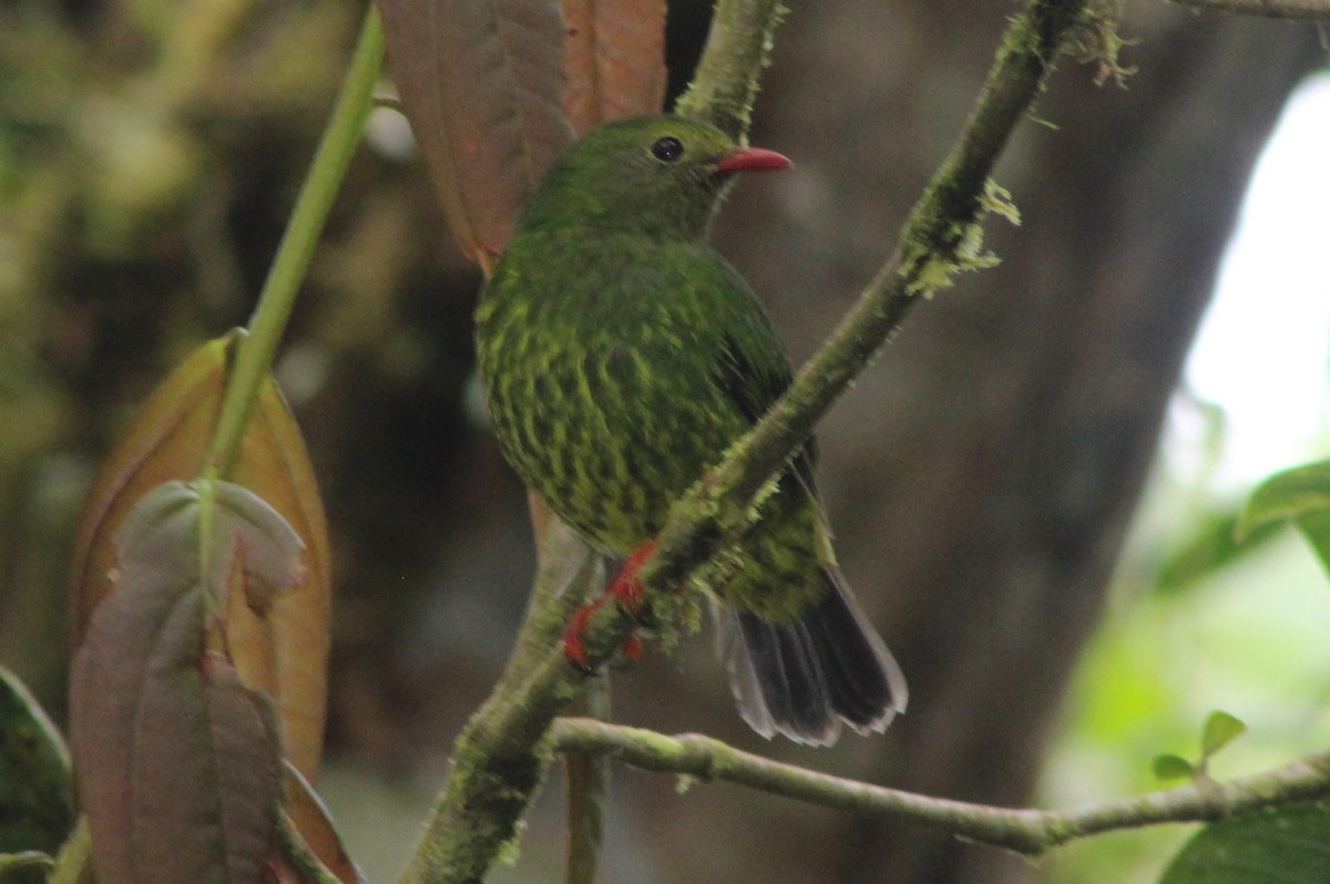 Green-and-black Fruiteater - ML243087661