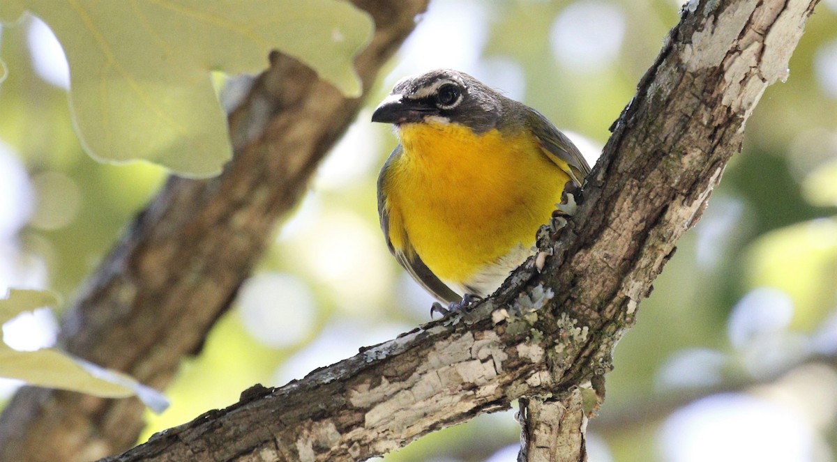 Yellow-breasted Chat - ML243088781