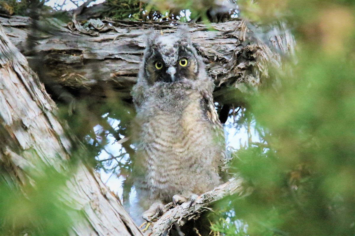 Long-eared Owl - Steve Stump