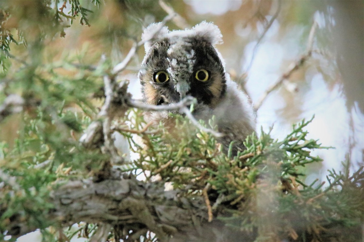 Long-eared Owl - ML243089281