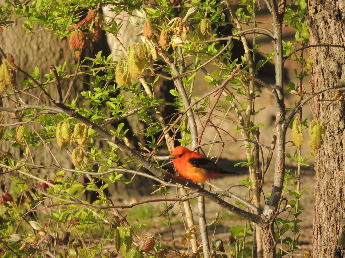 Scarlet Tanager - ML243089721