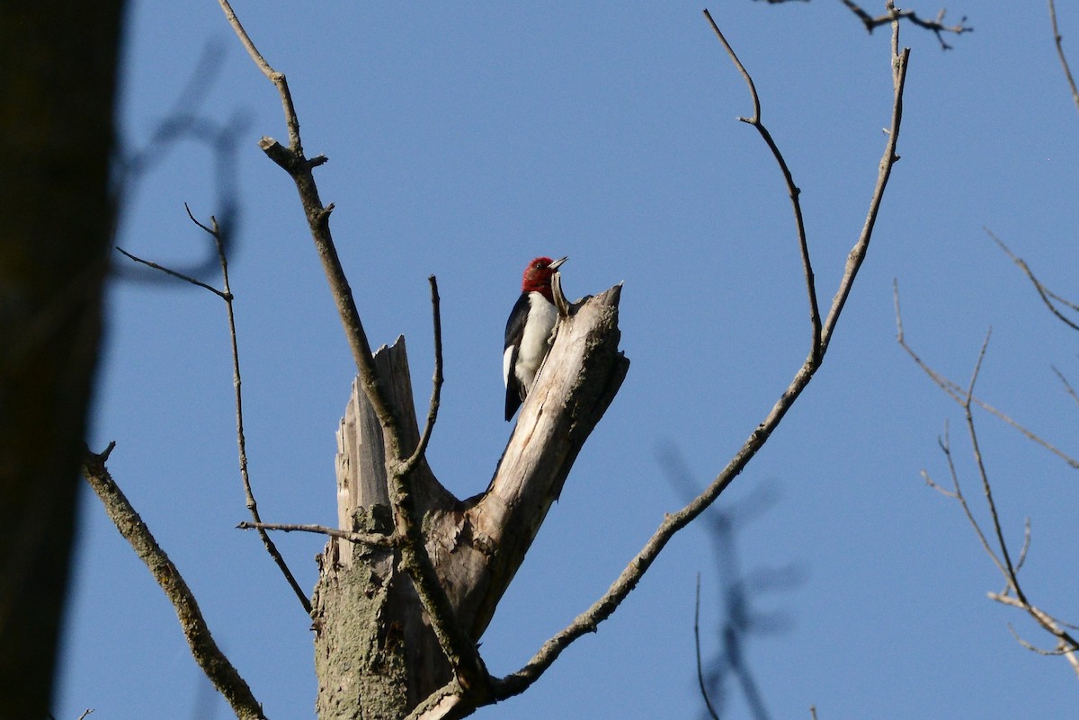 Red-headed Woodpecker - Darren Dewitt
