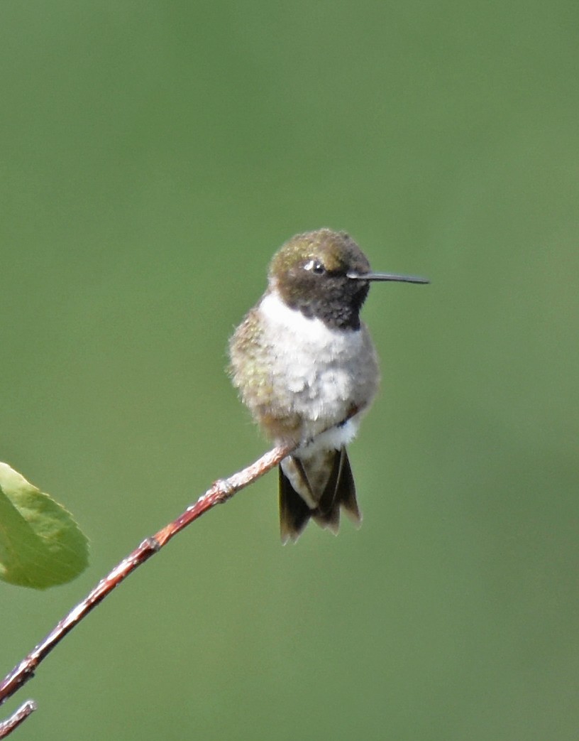 Black-chinned Hummingbird - Doug Hogg