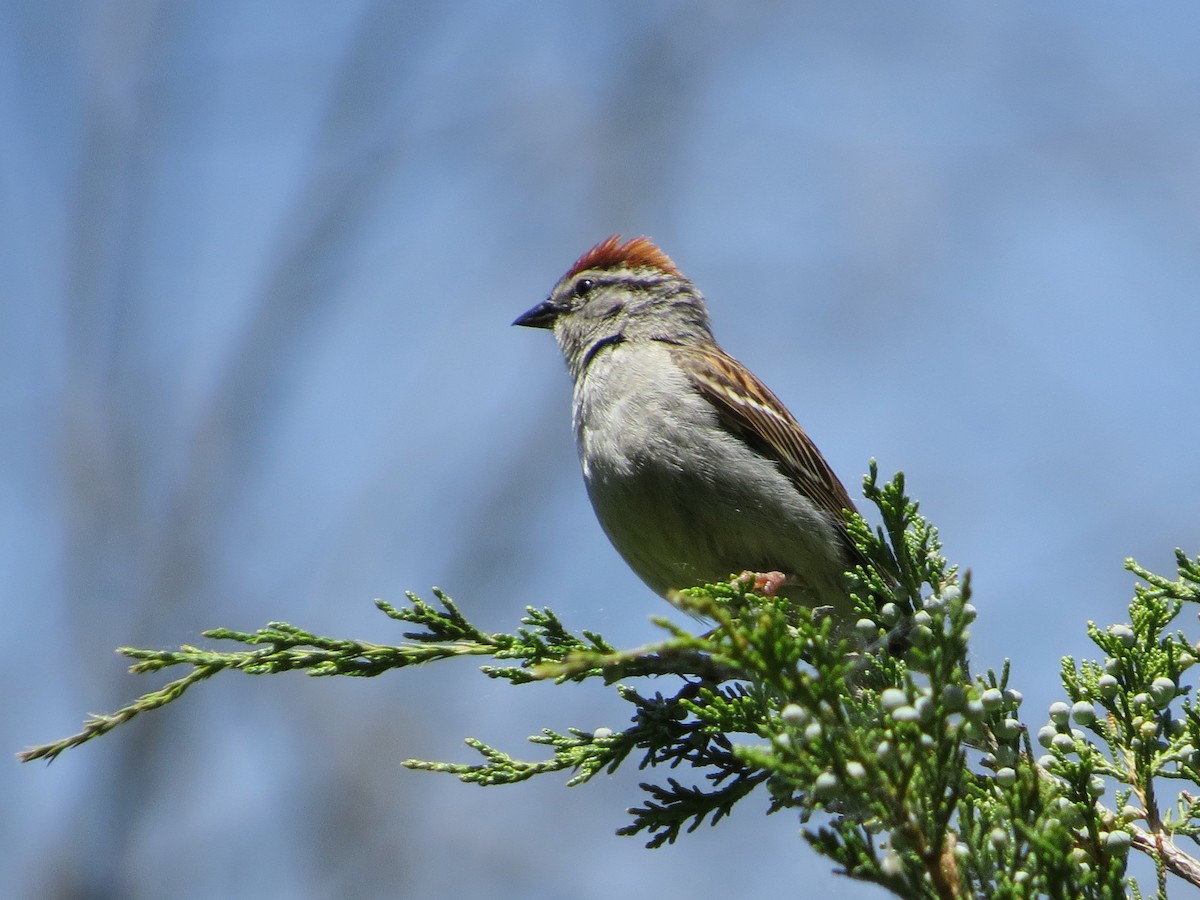 Chipping Sparrow - ML243105901
