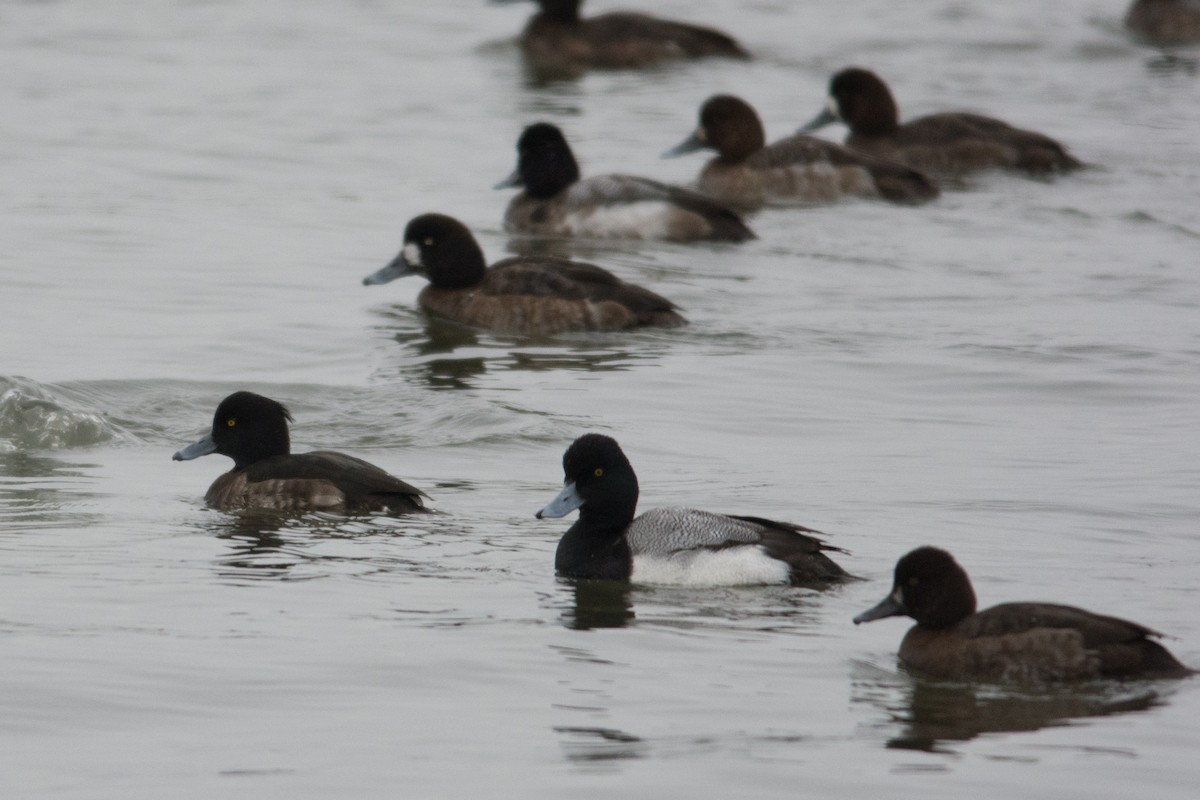 Tufted Duck - ML24310851