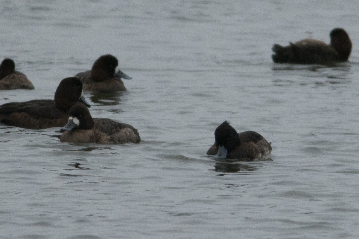 Tufted Duck - ML24310891