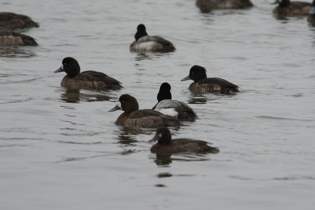 Tufted Duck - ML24310931