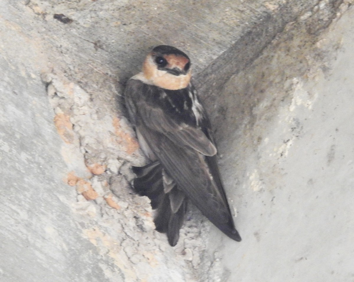 Cave Swallow - ML243109431
