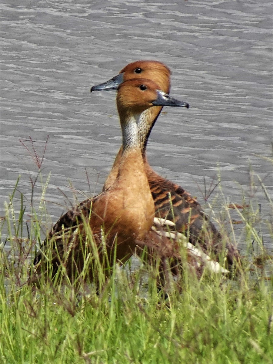 Fulvous Whistling-Duck - ML243109731