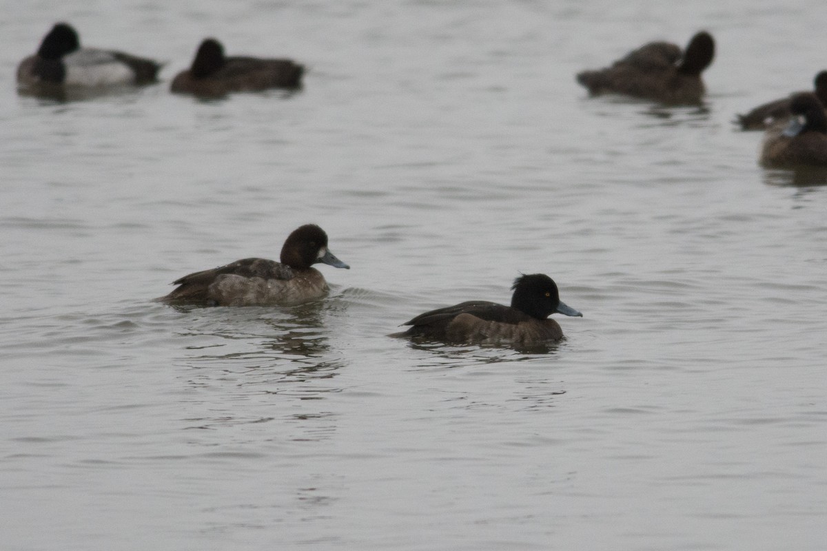 Tufted Duck - ML24310981