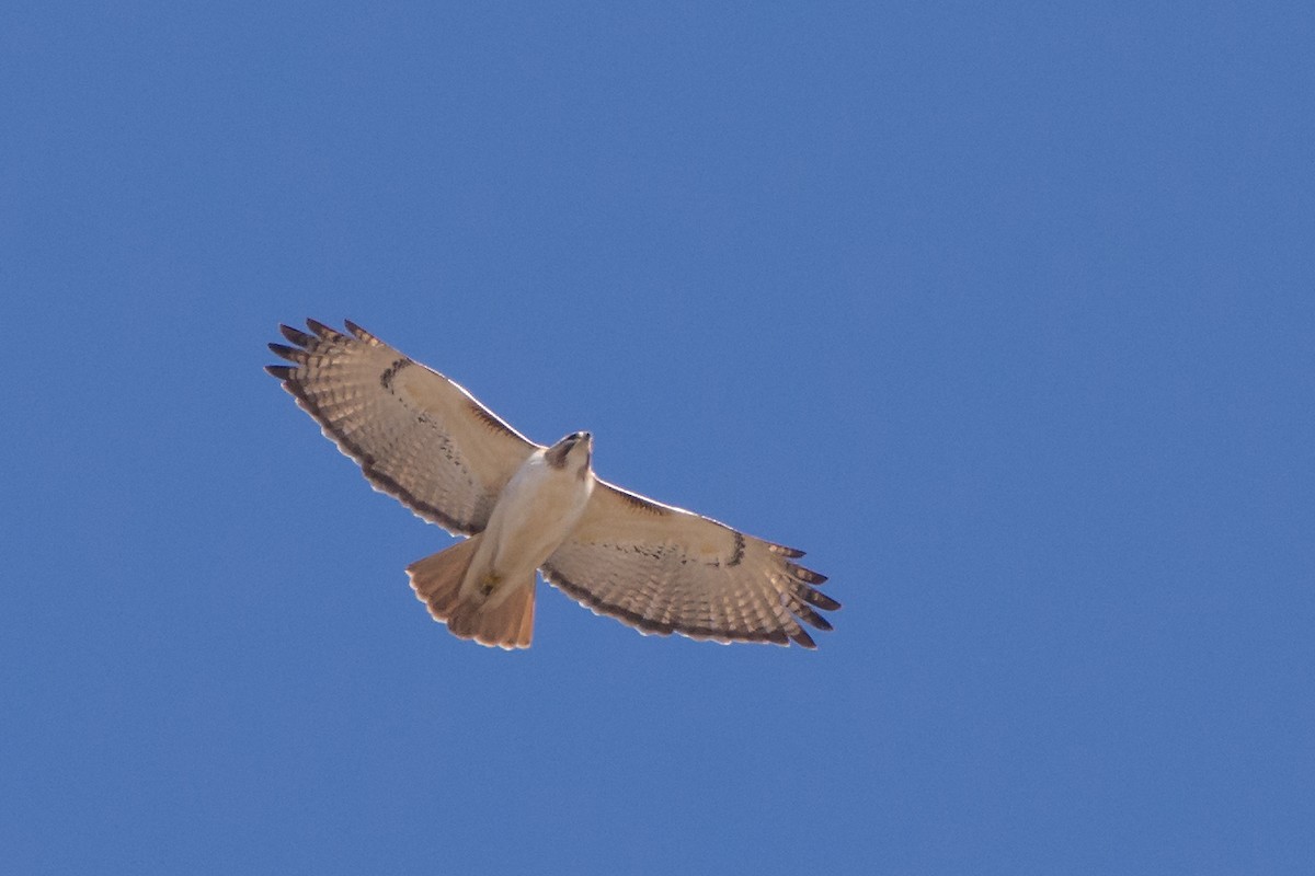 Red-tailed Hawk - ML24311261