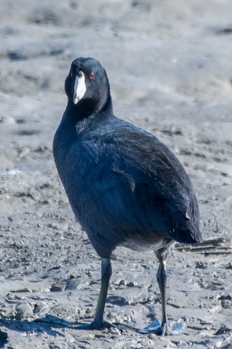 American Coot (Red-shielded) - ML24311271