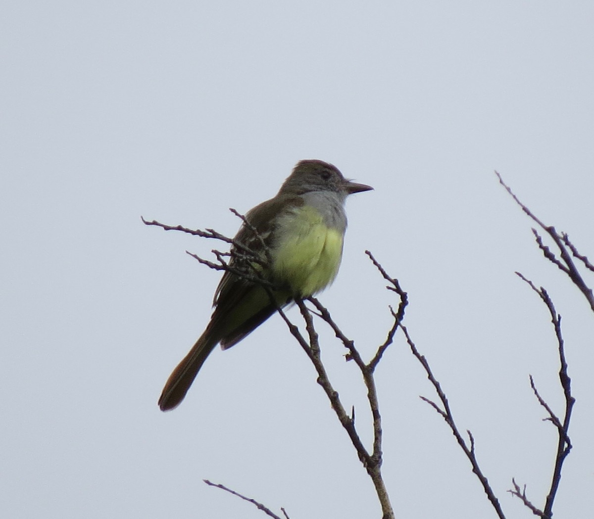Great Crested Flycatcher - ML243114421