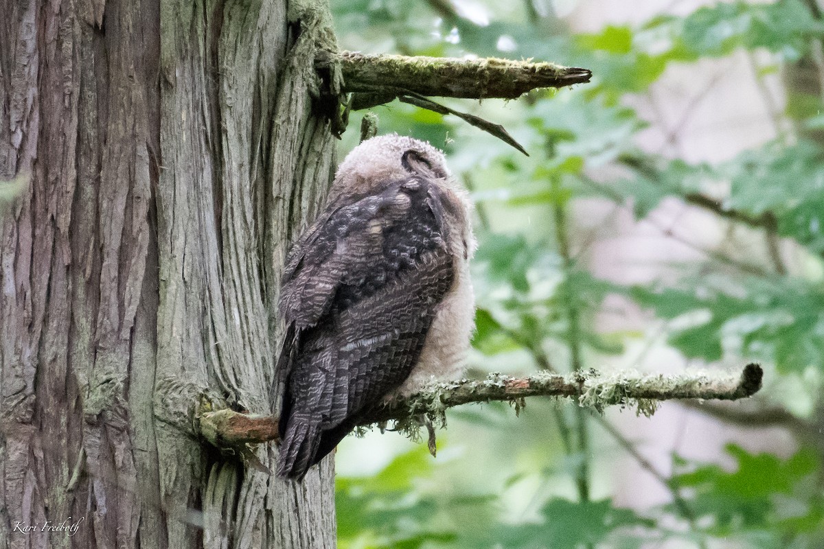 Great Horned Owl - Kari Freiboth