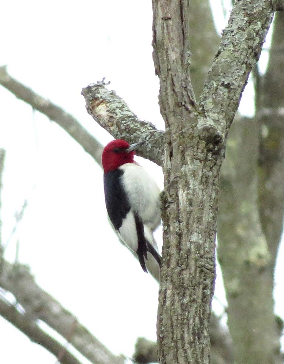Red-headed Woodpecker - Janis Stone