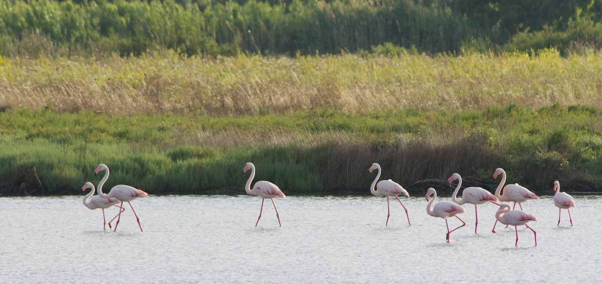Greater Flamingo - ML243119871