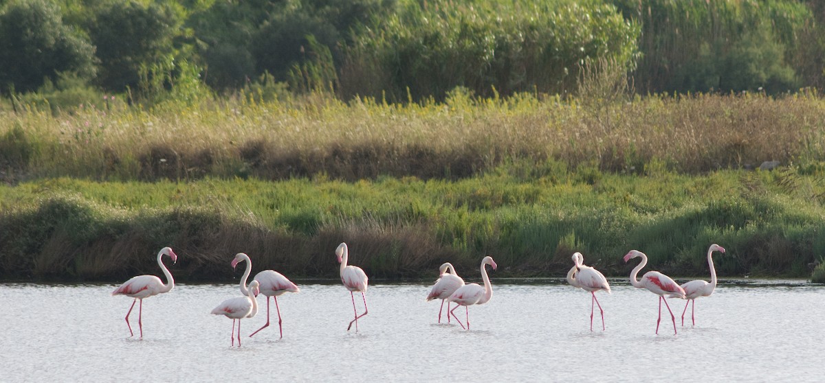 Greater Flamingo - ML243119911