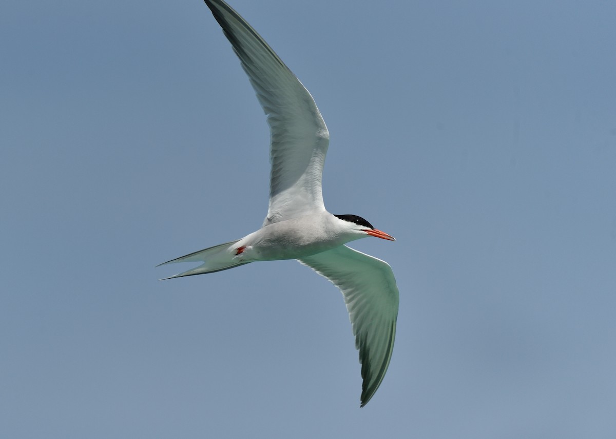 Common Tern - ML243122661