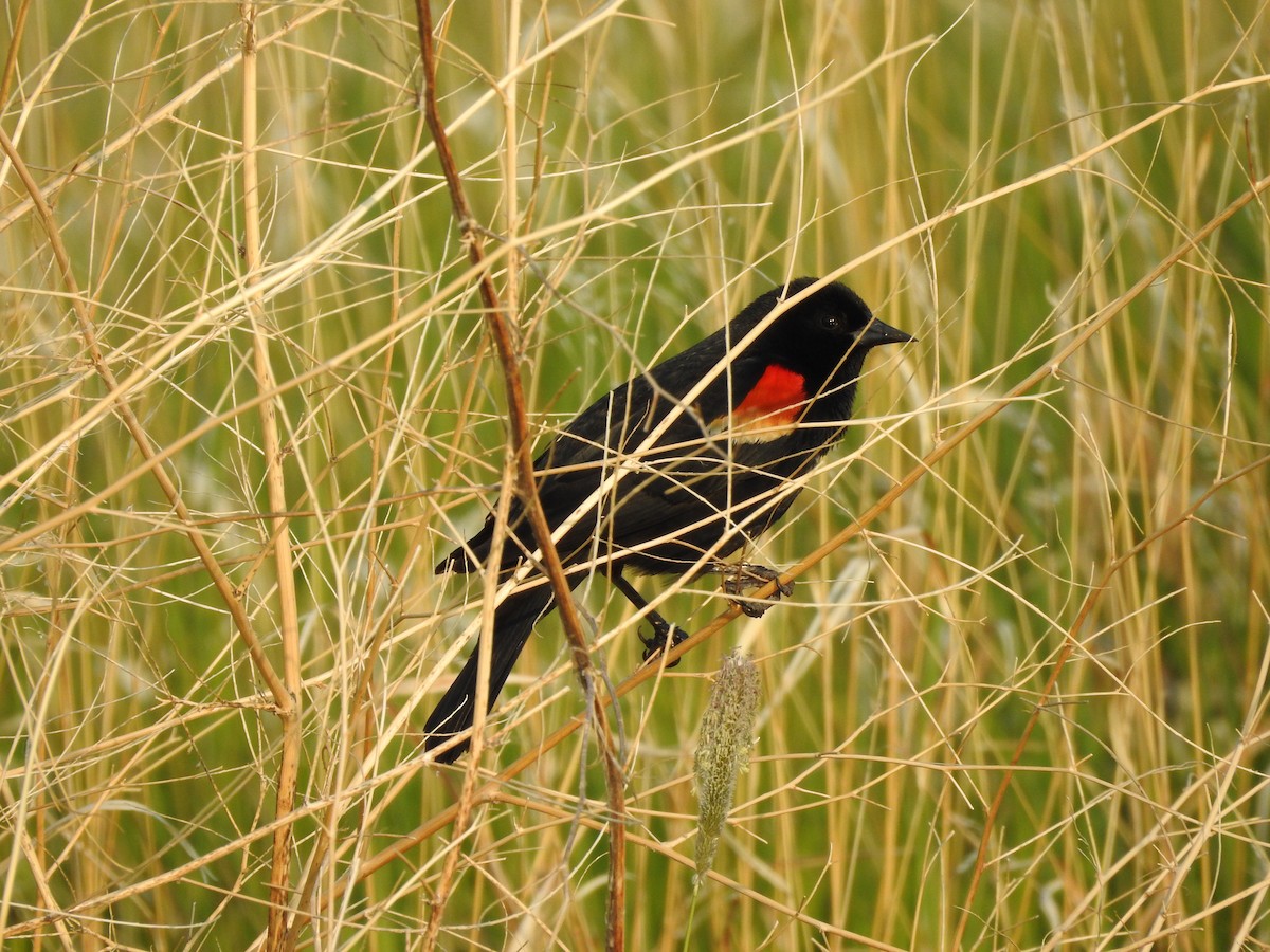 Red-winged Blackbird - ML243126281