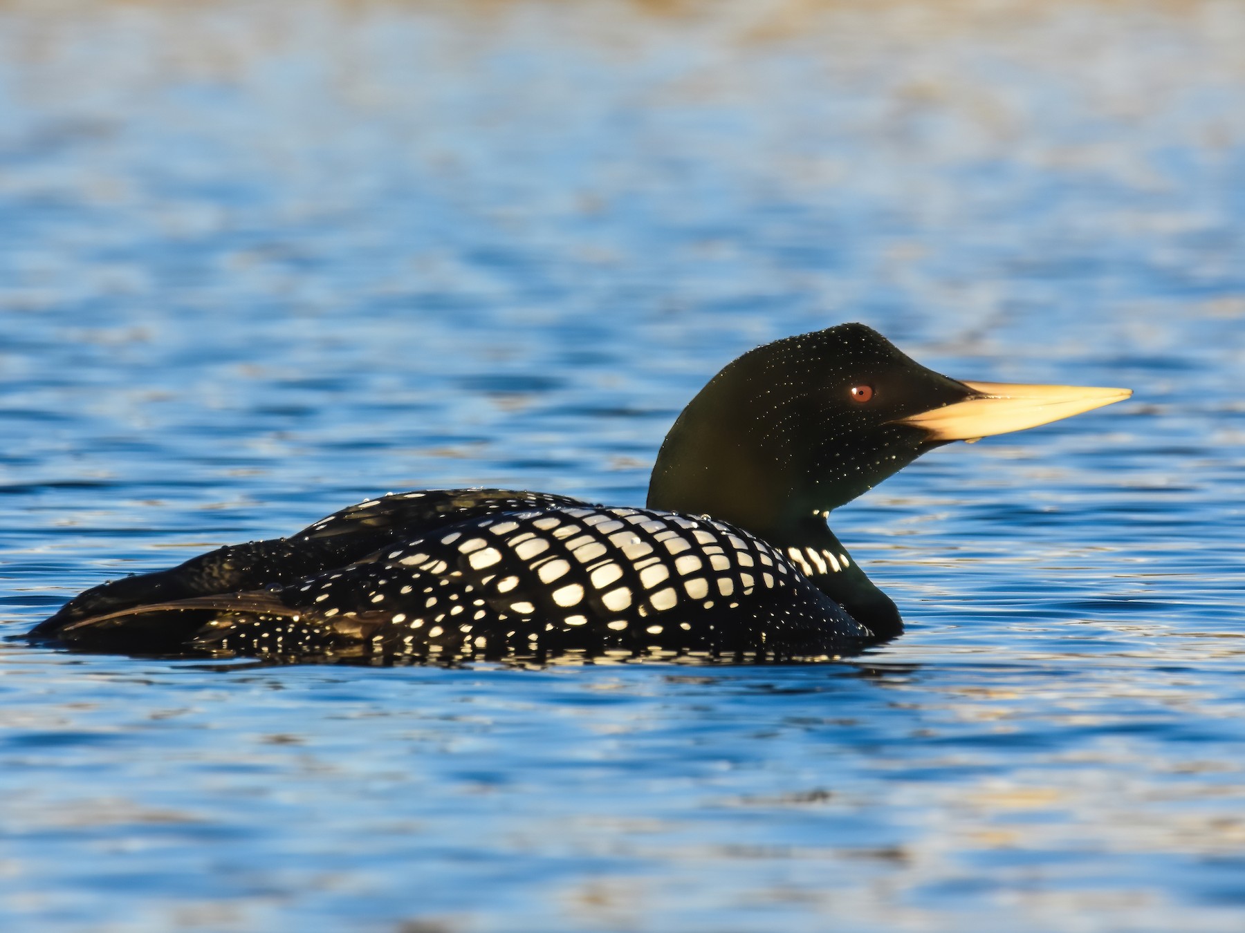 Yellow-billed Loon - Andy Bankert