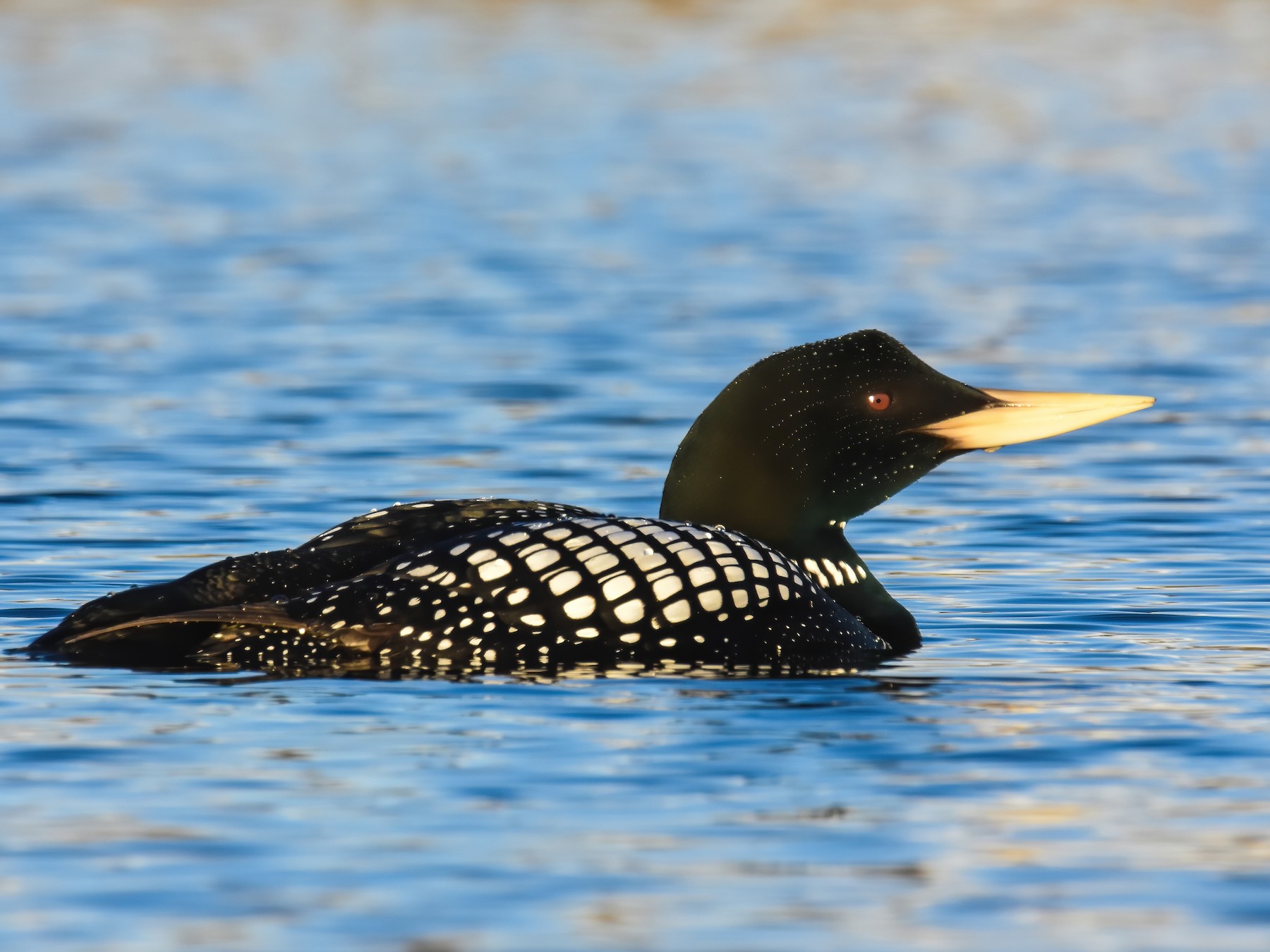 Canadian Loonie Bird