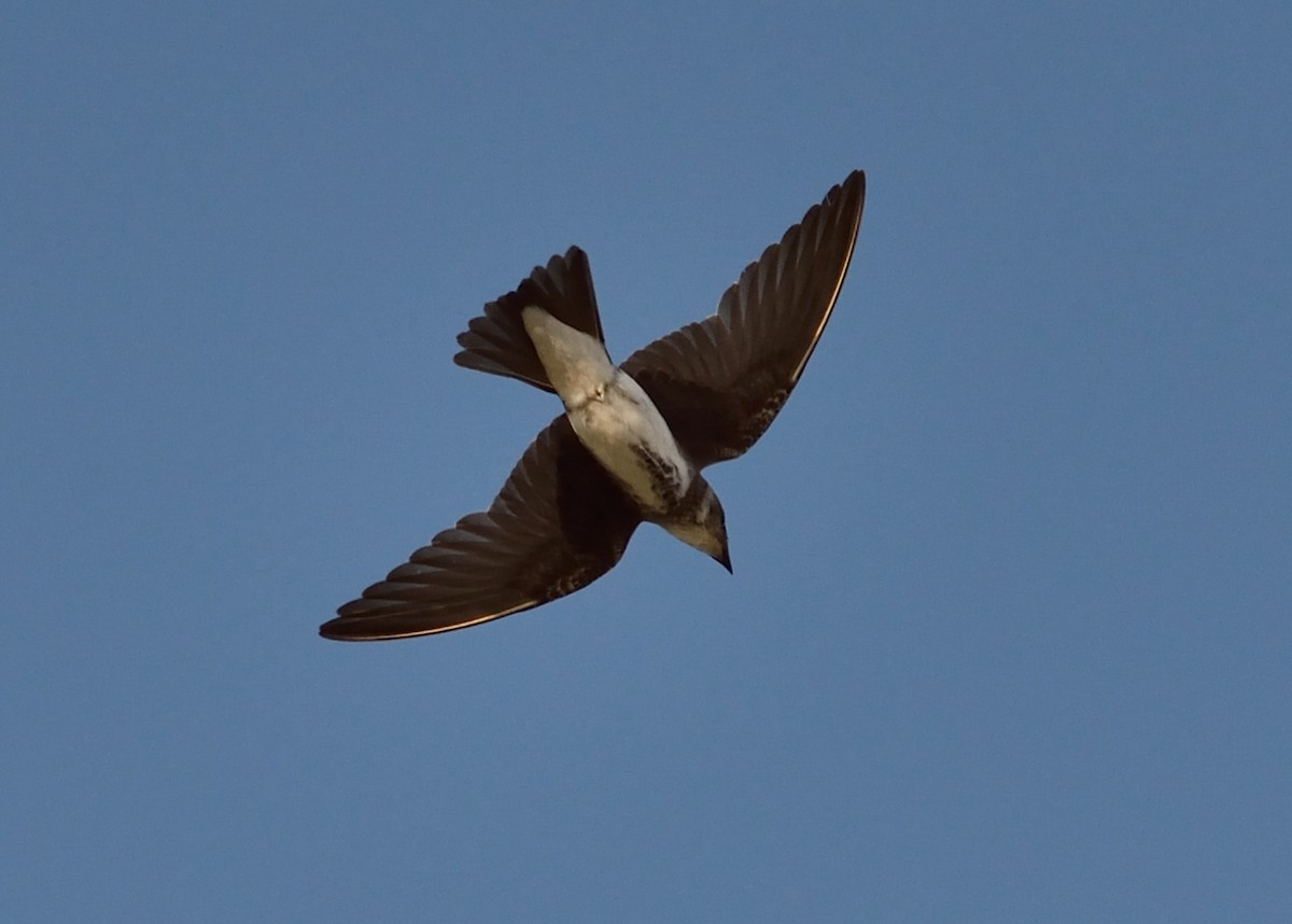 Brown-chested Martin - ML243133461