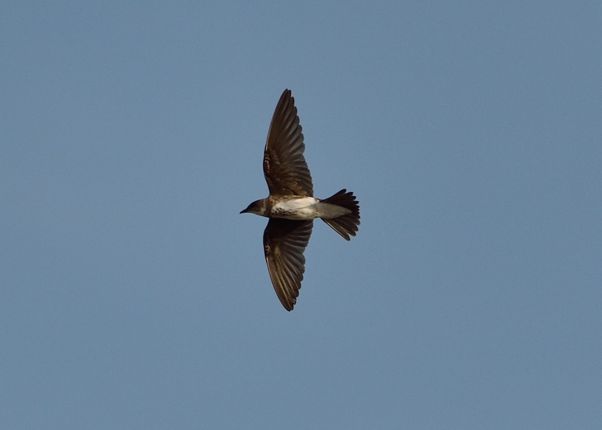 Brown-chested Martin - ML243133511