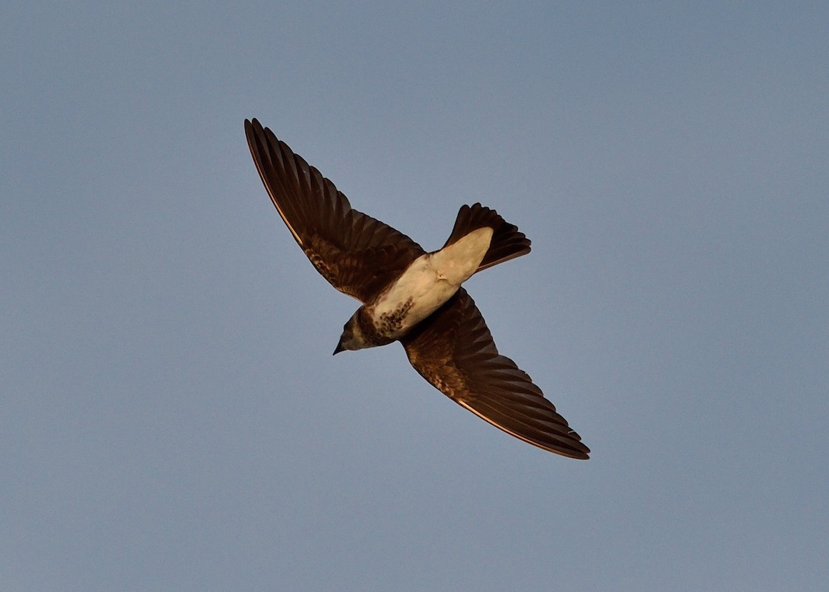 Brown-chested Martin - ML243133991