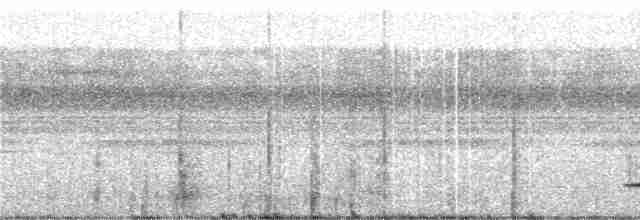 Variegated Tinamou - ML243134