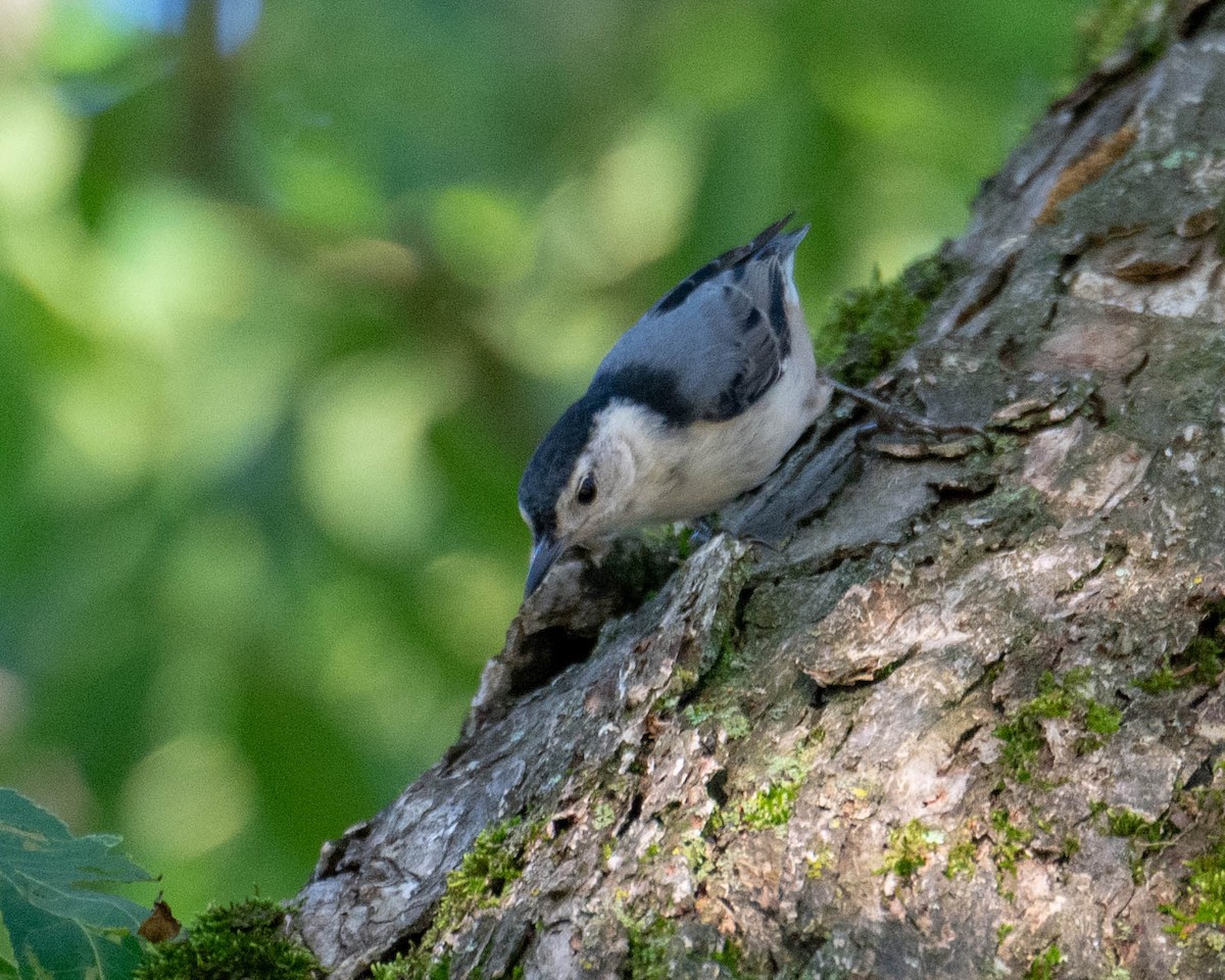 White-breasted Nuthatch - Maureen  Ellis