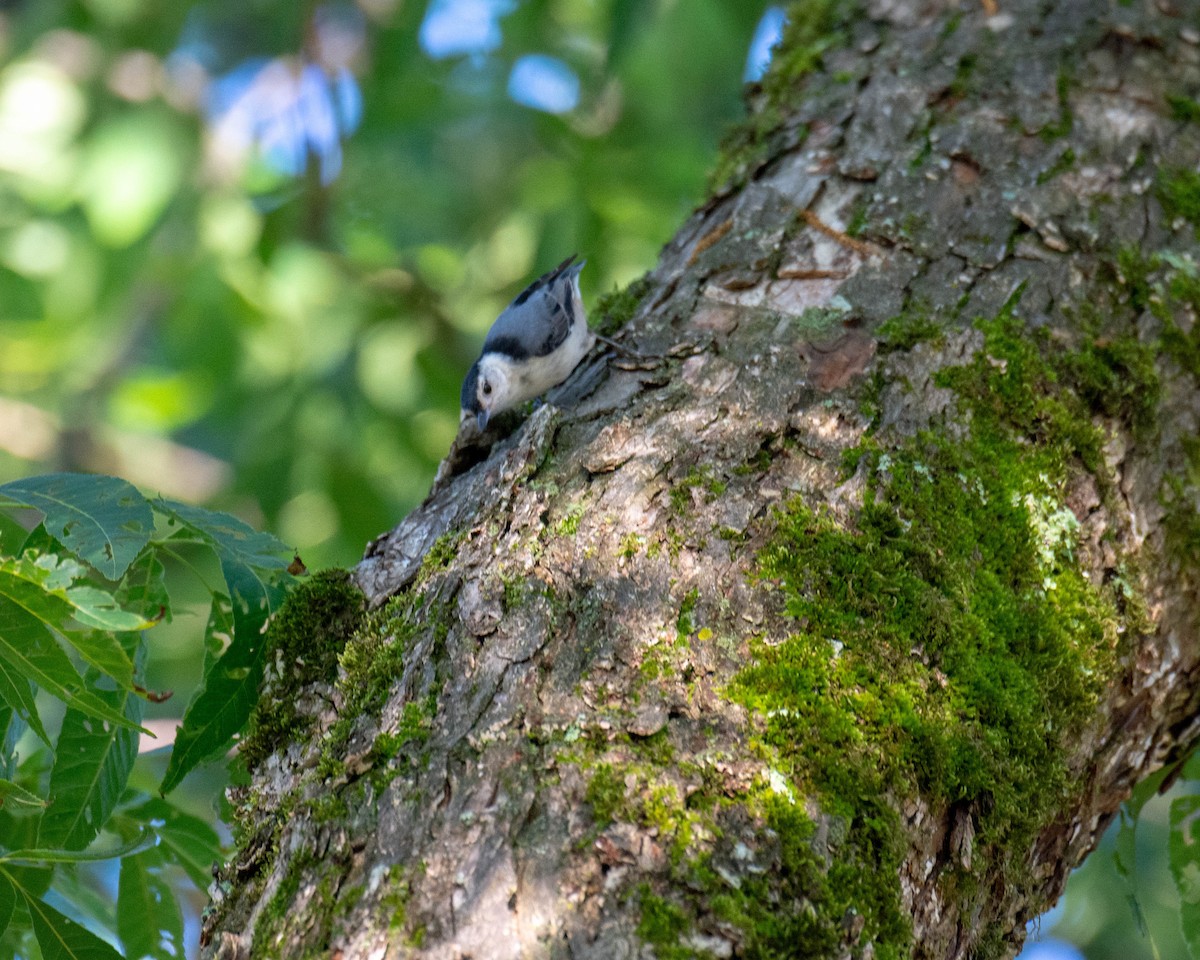 White-breasted Nuthatch - ML243135561