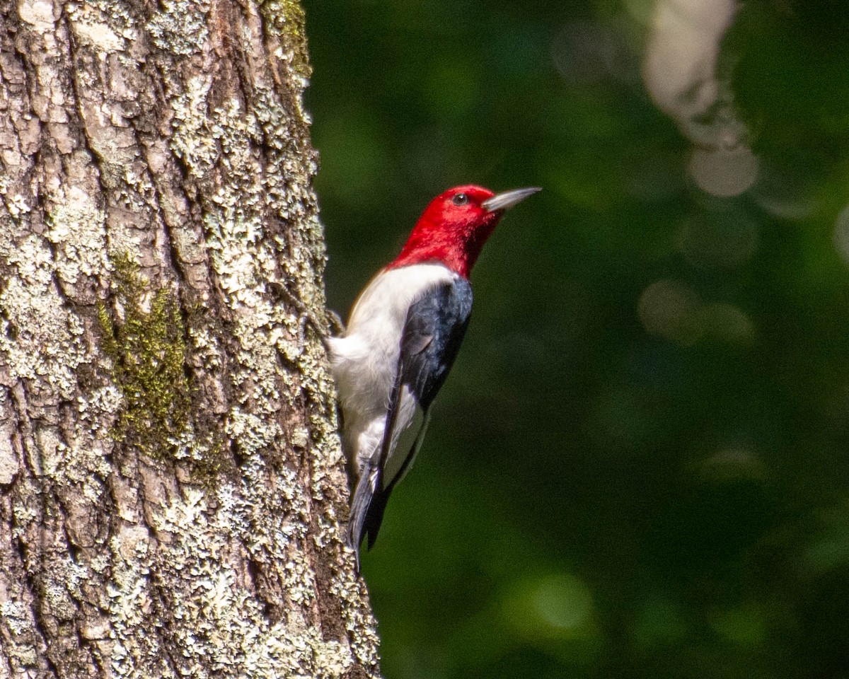 Red-headed Woodpecker - ML243136011