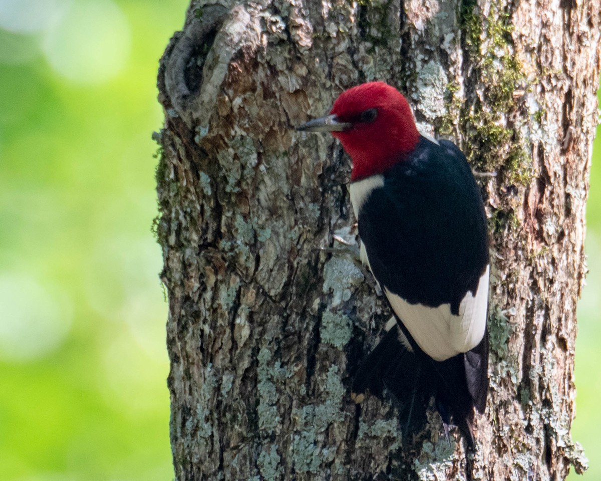Red-headed Woodpecker - ML243136021