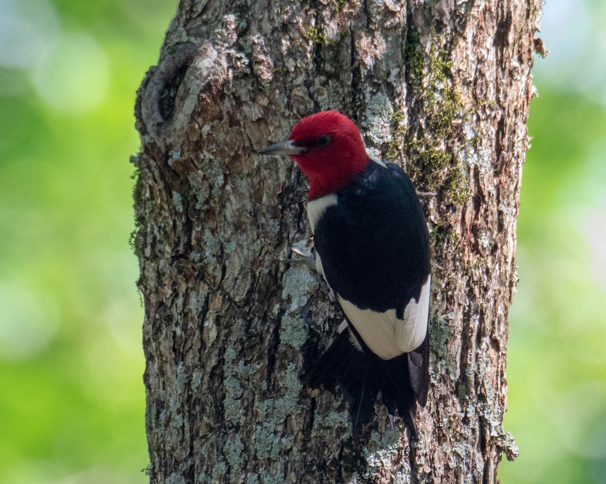 Red-headed Woodpecker - ML243136041