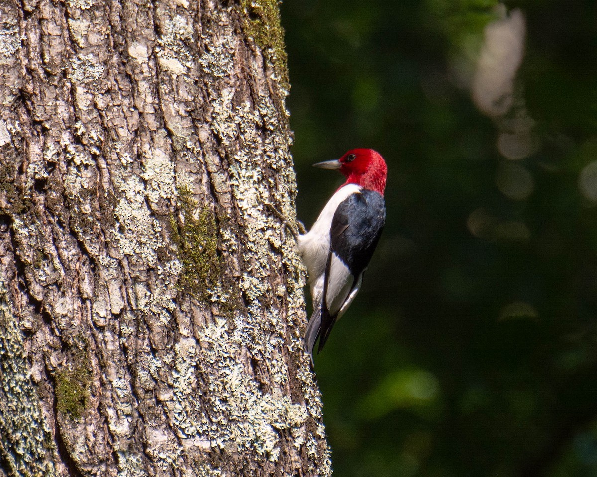 Red-headed Woodpecker - Maureen  Ellis