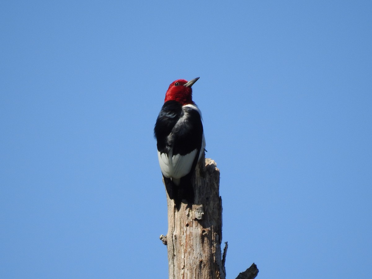 Red-headed Woodpecker - ML243142811