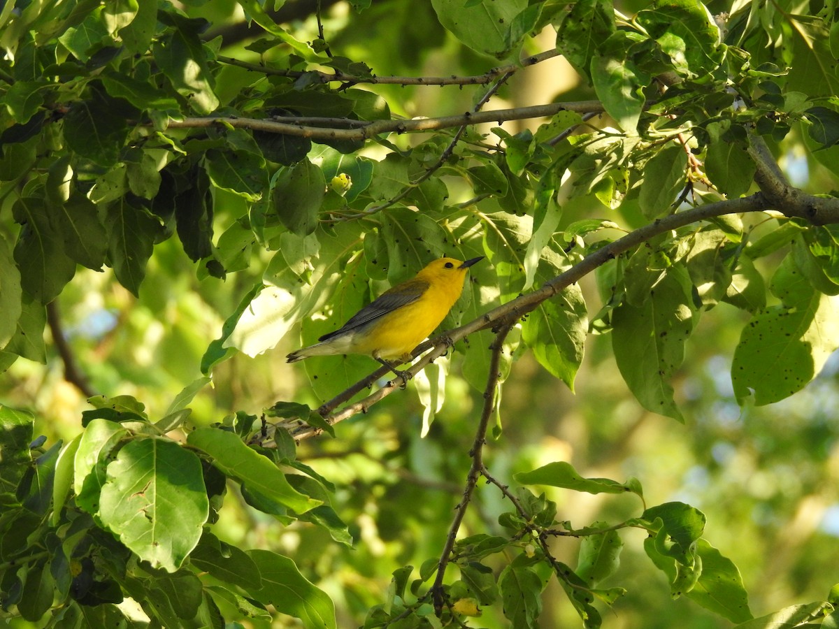 Prothonotary Warbler - ML243143491