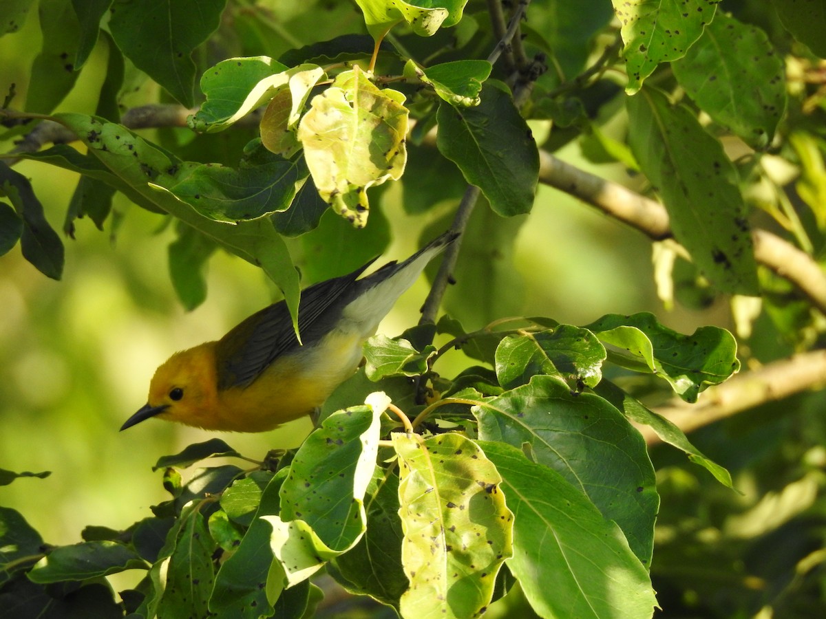 Prothonotary Warbler - ML243143511