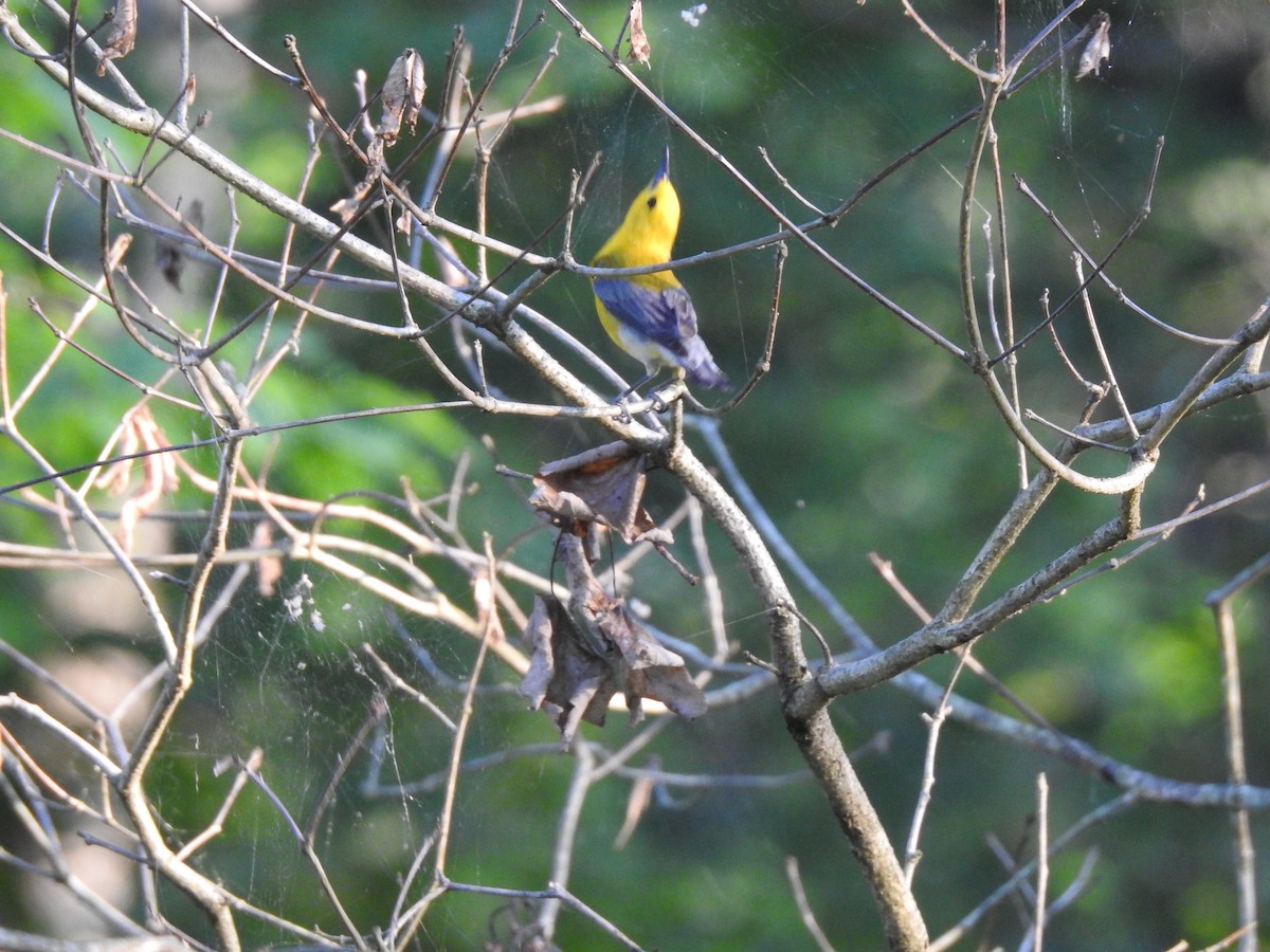 Prothonotary Warbler - ML243144461