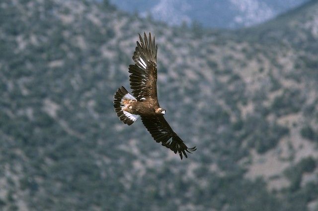 Second-year in fall migration - Golden Eagle - 