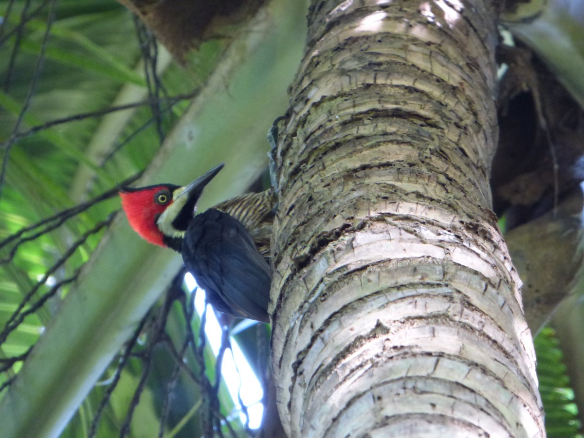 Crimson-crested Woodpecker - ML243153951