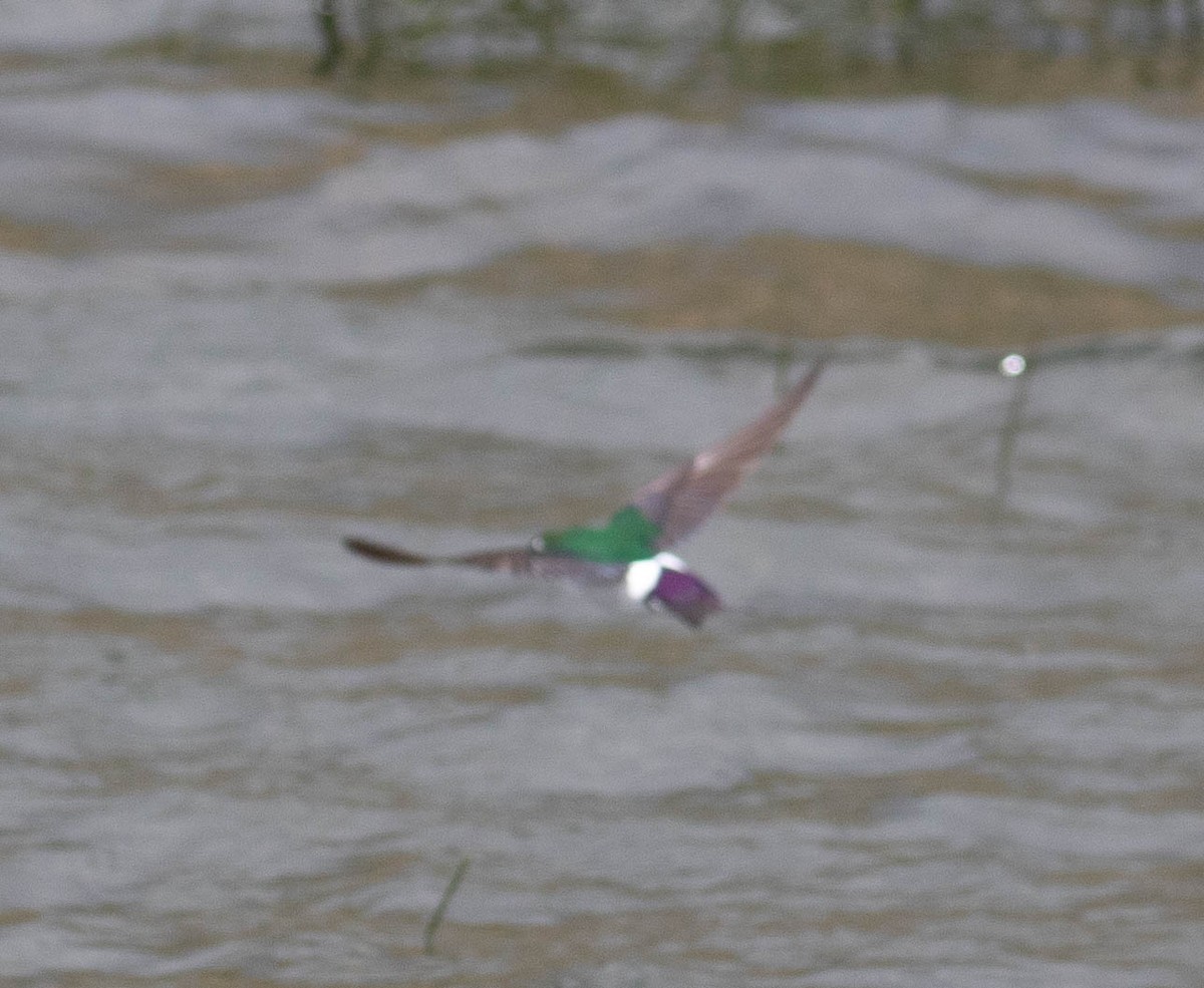 Violet-green Swallow - ML243157281