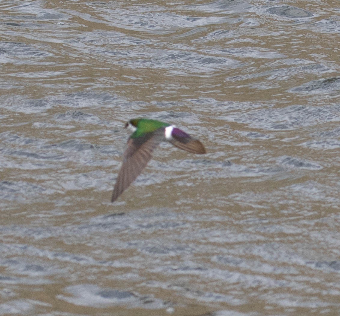 Violet-green Swallow - ML243157311