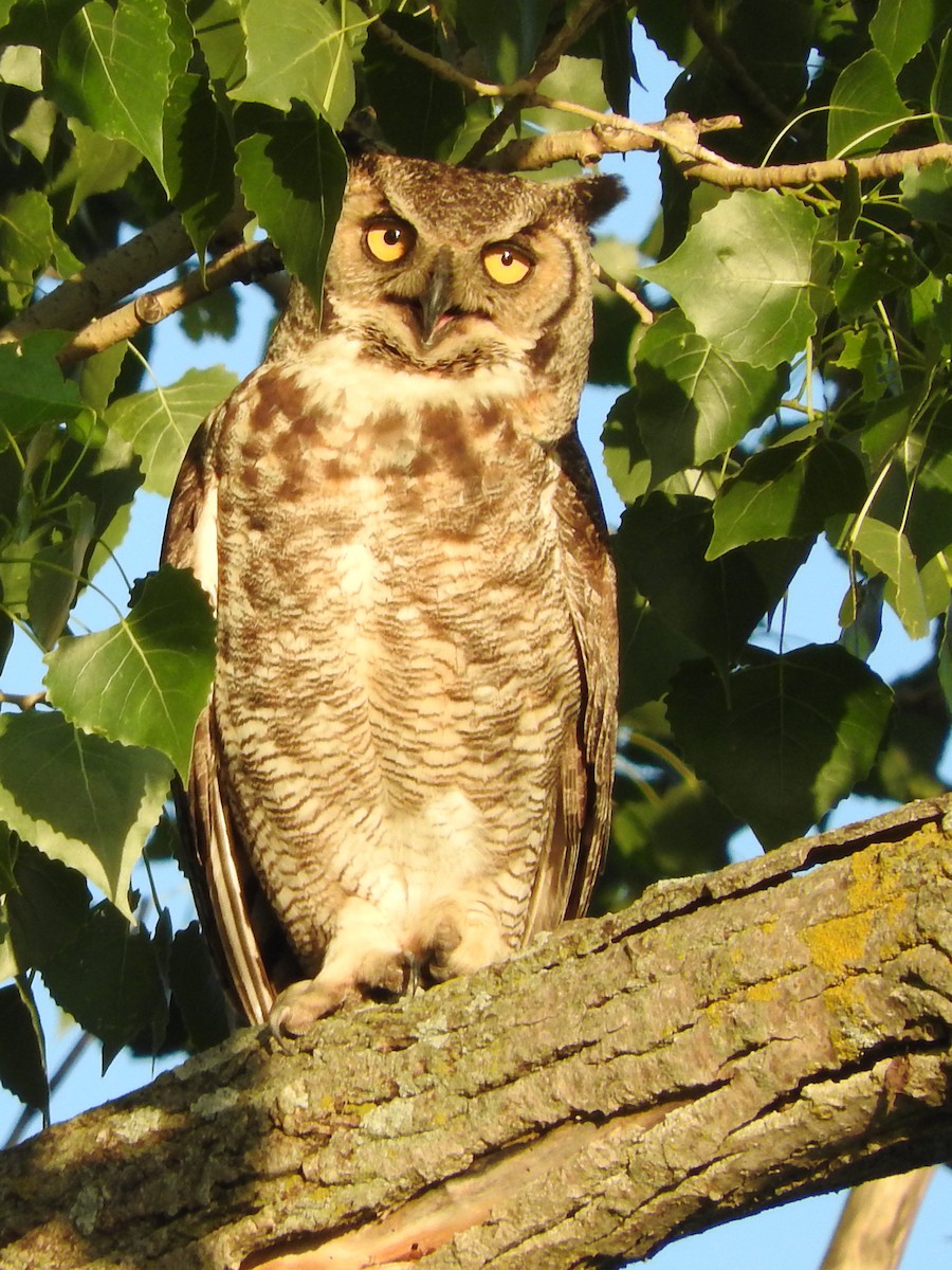 Great Horned Owl - ML243157391