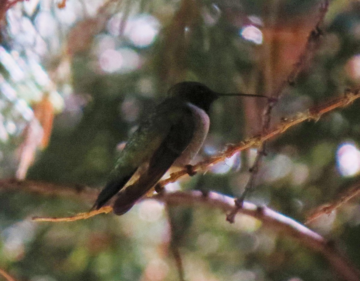 Black-chinned Hummingbird - Matthew Hunter