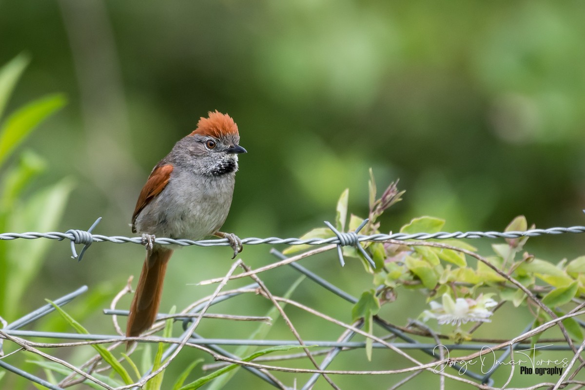 Sooty-fronted Spinetail - ML243162221
