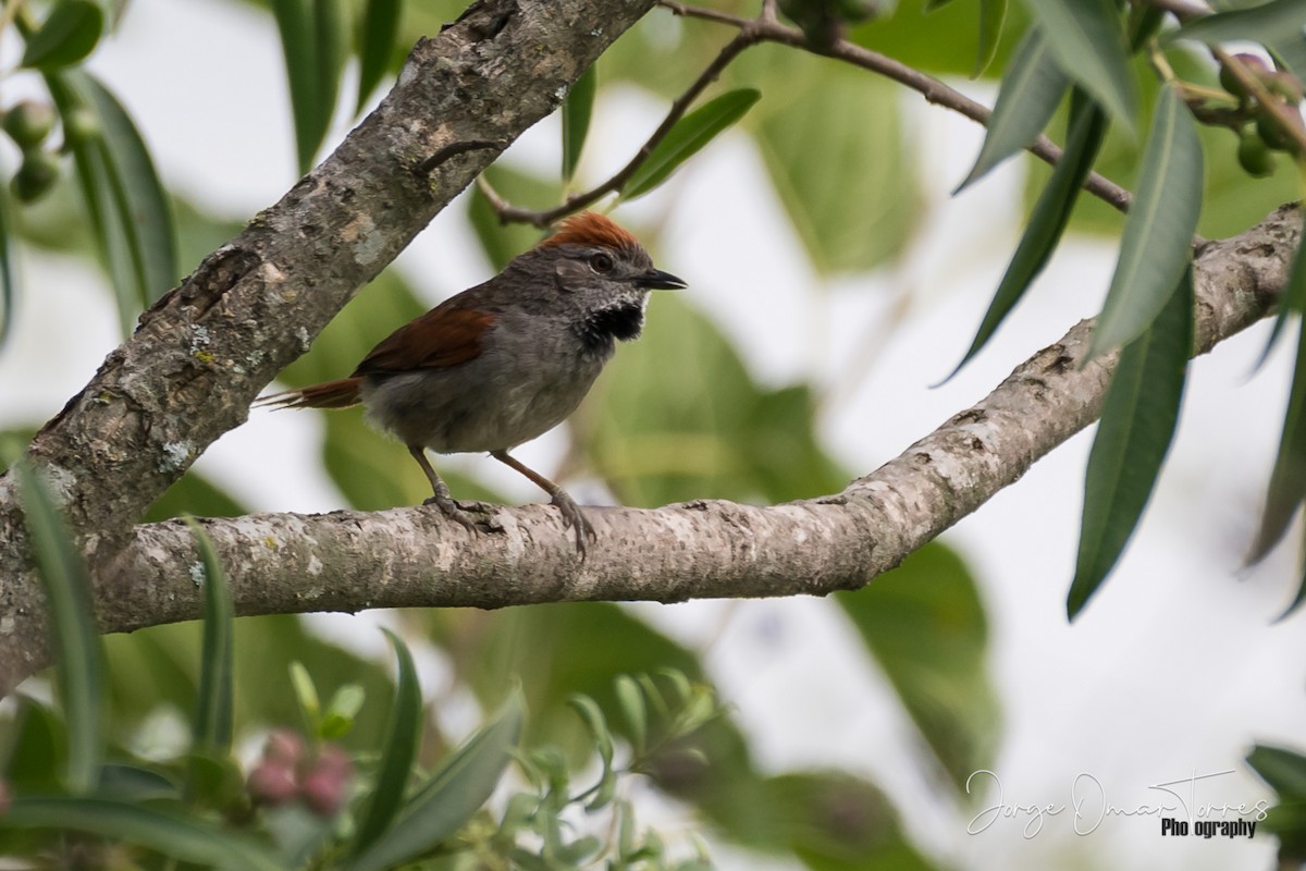 Sooty-fronted Spinetail - ML243162231