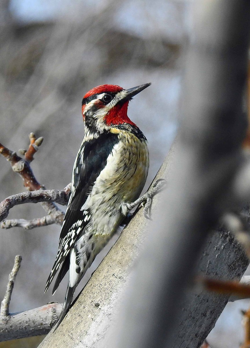 Red-naped Sapsucker - keith evans