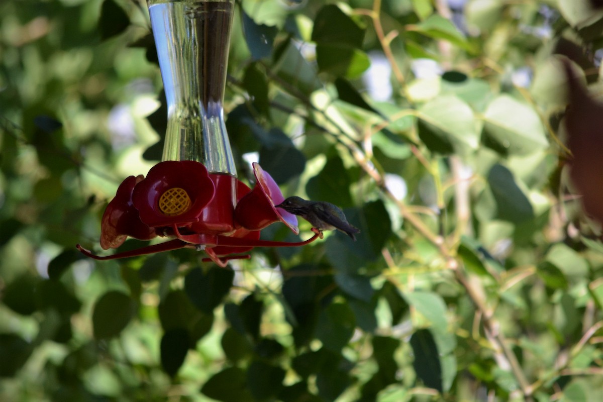 Calliope Hummingbird - ML243171301