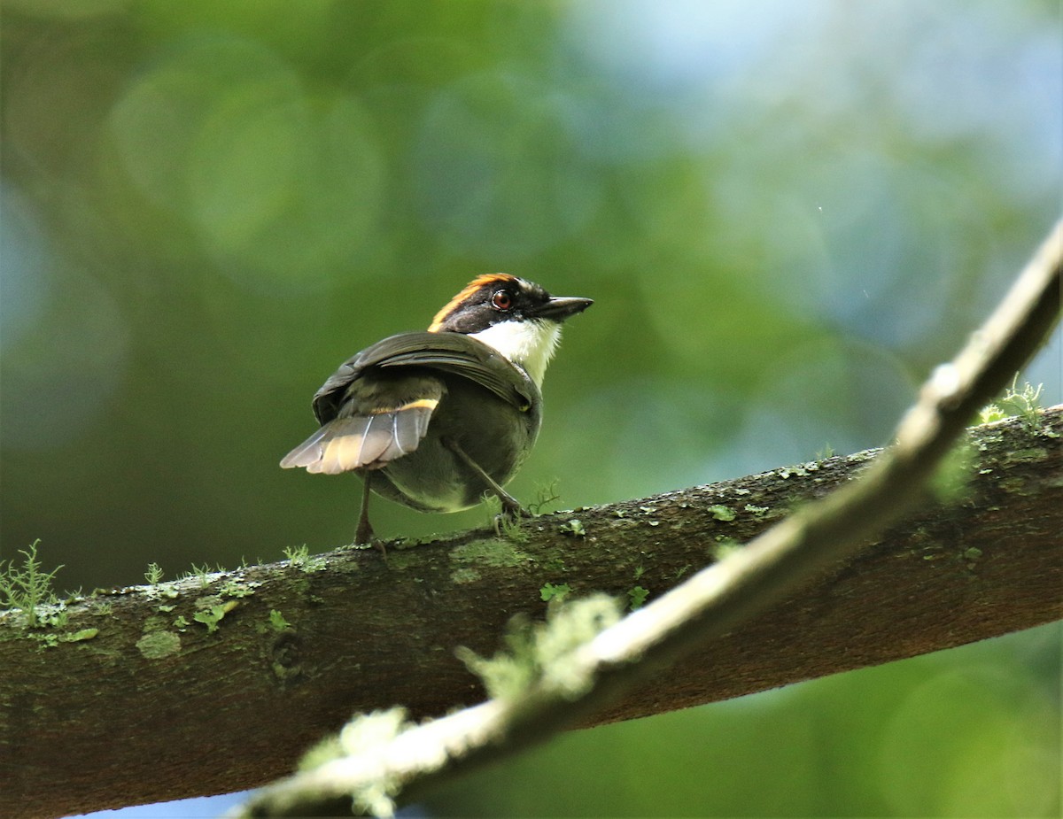 Chestnut-capped Brushfinch - Josue  de León Lux (Birding Guide) josuedeleonlux@gmail.com +502 3068 8988